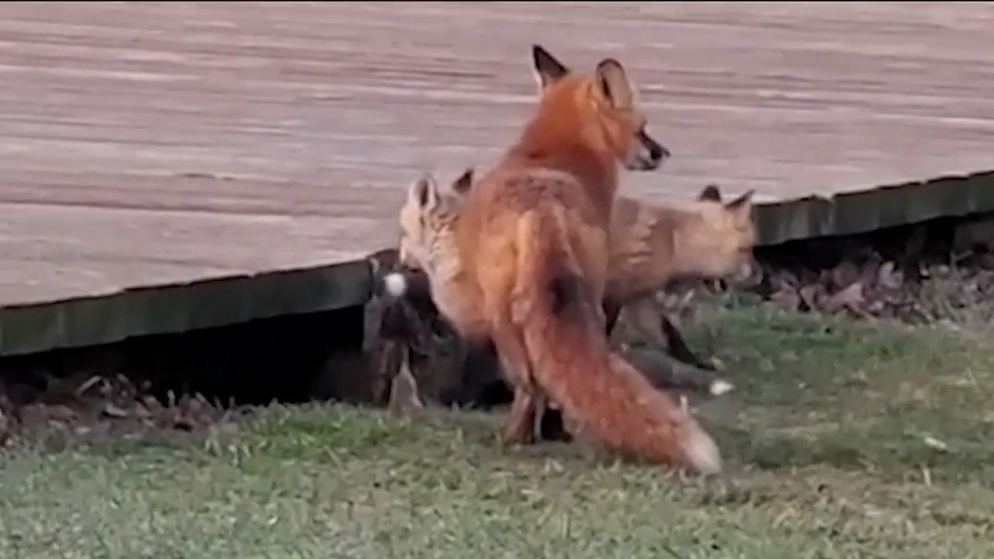 Two babies one fox на русском. Two Babies one Fox. Сколько лисят убивают на охоте.