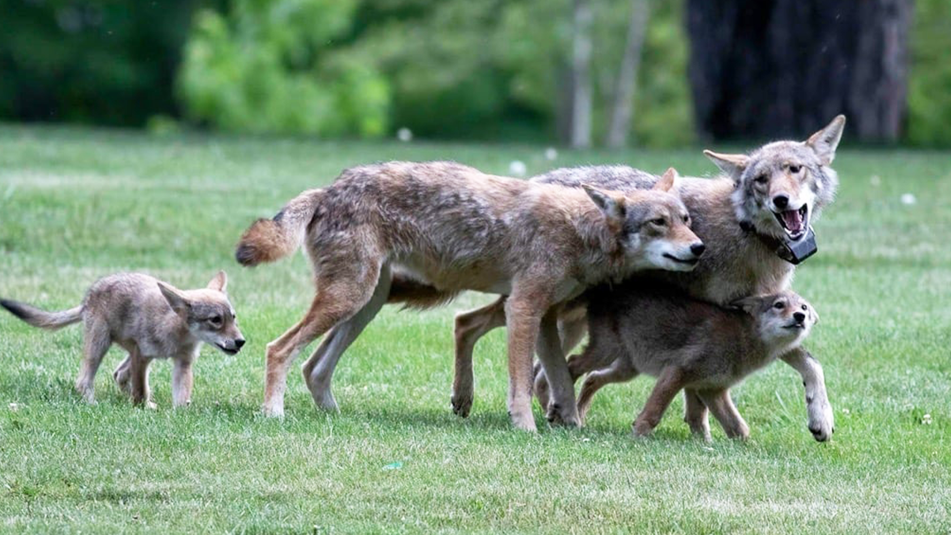 coyote attack human