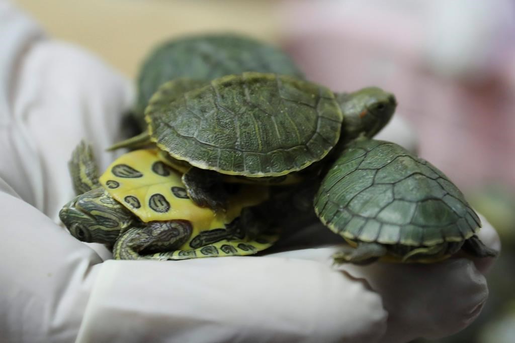 Turtles store at petsmart