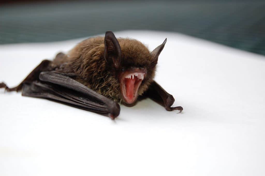 Two bats test positive for rabies in Mississauga, residents urged to be cautious