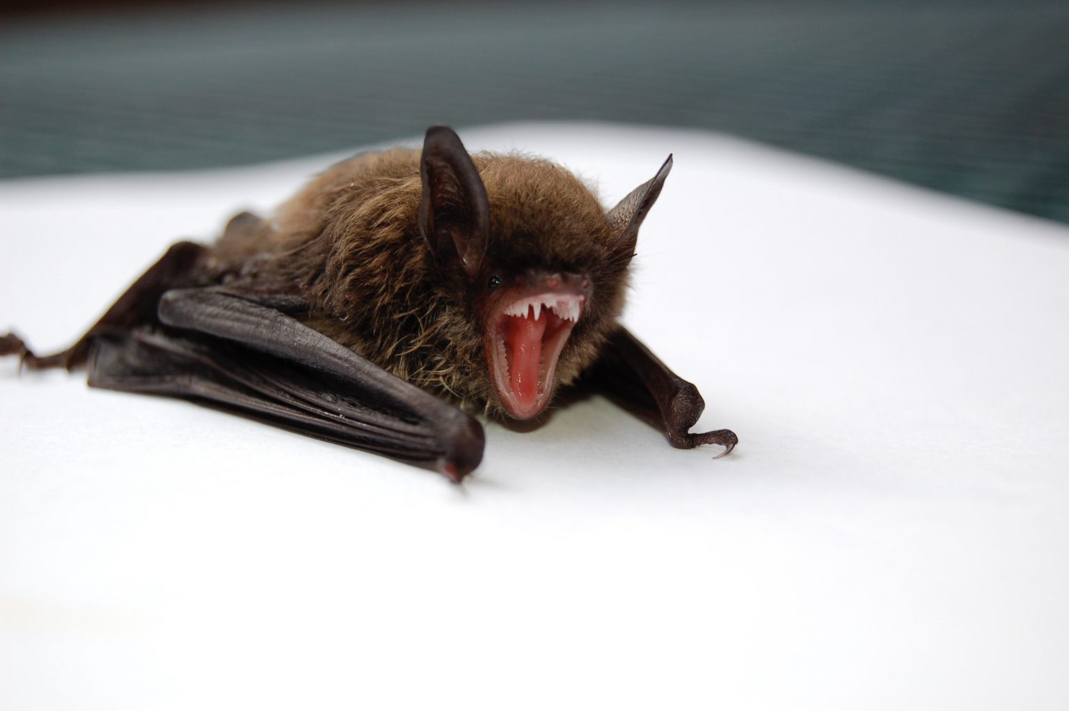 Why do vampire bats feed on blood? Scientists have the answer