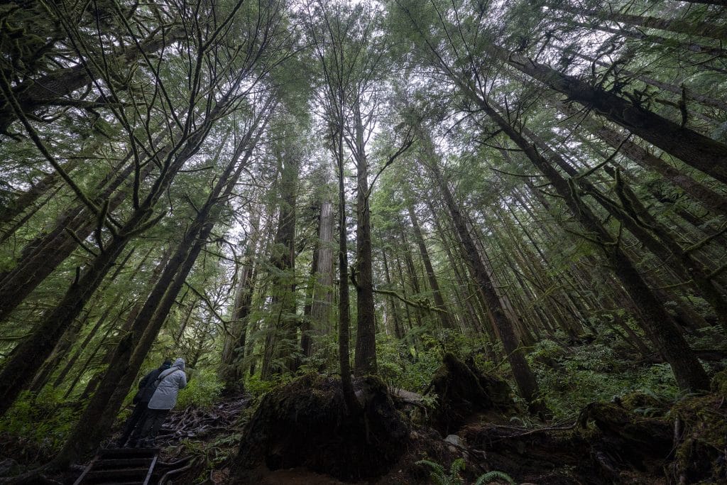 A couple are dwarfed by old growth tress