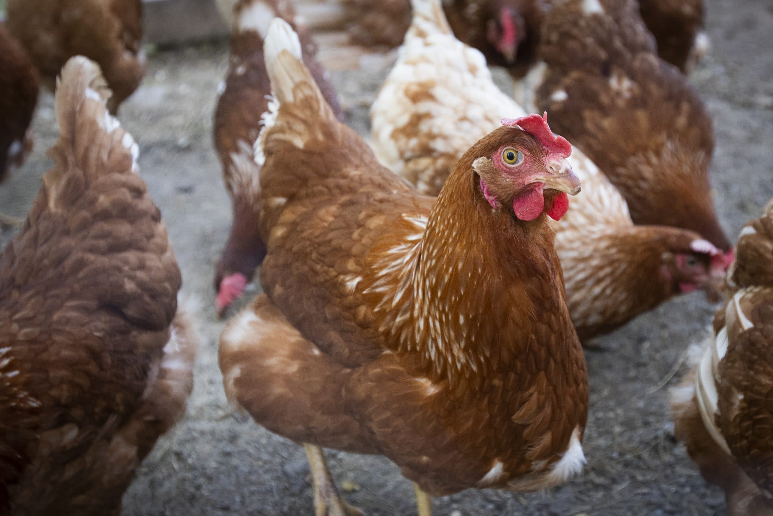 Avian flu, known as bird flu, detected at poultry farm in southern Ontario