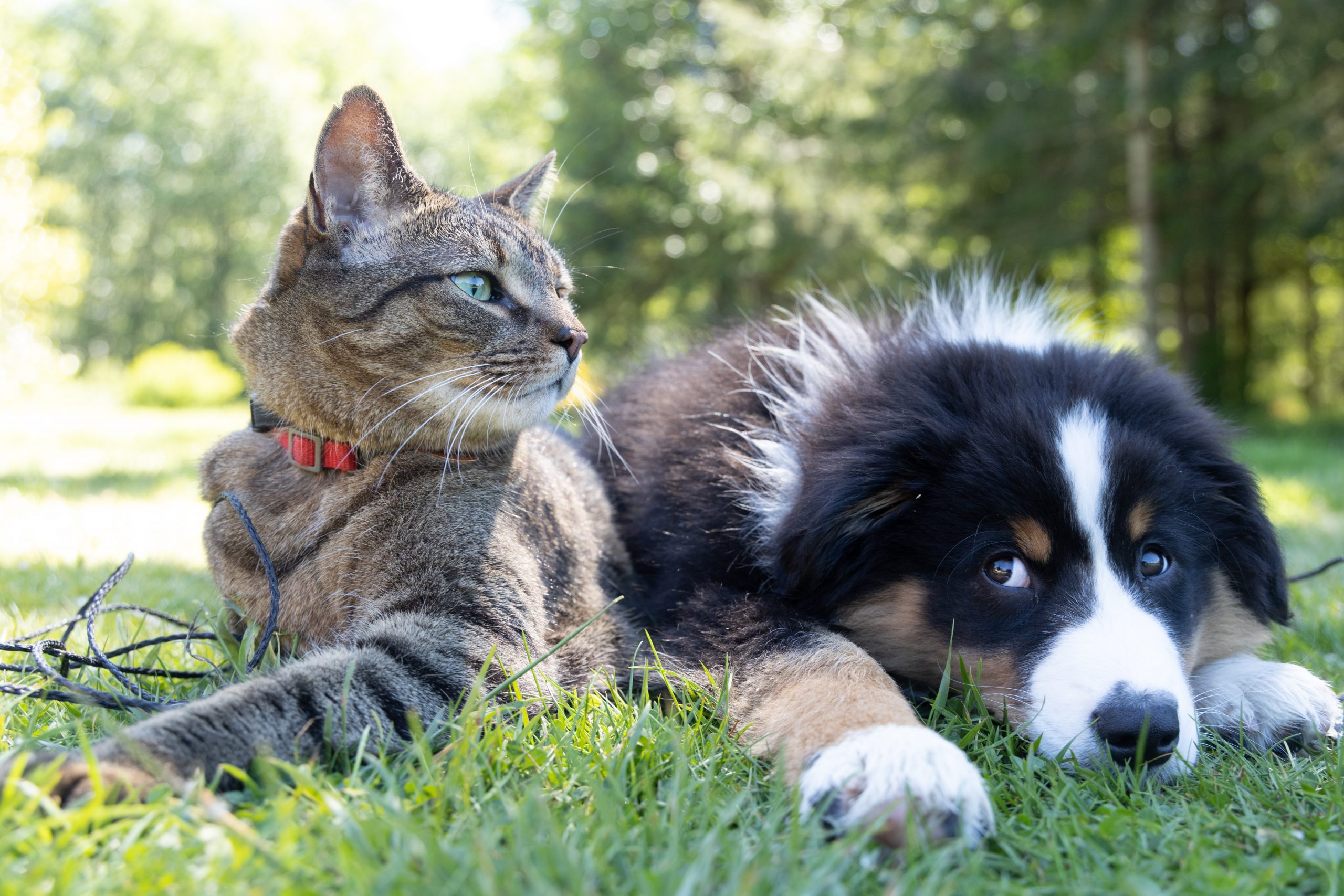 a dog pass a respiratory infection up to a cat