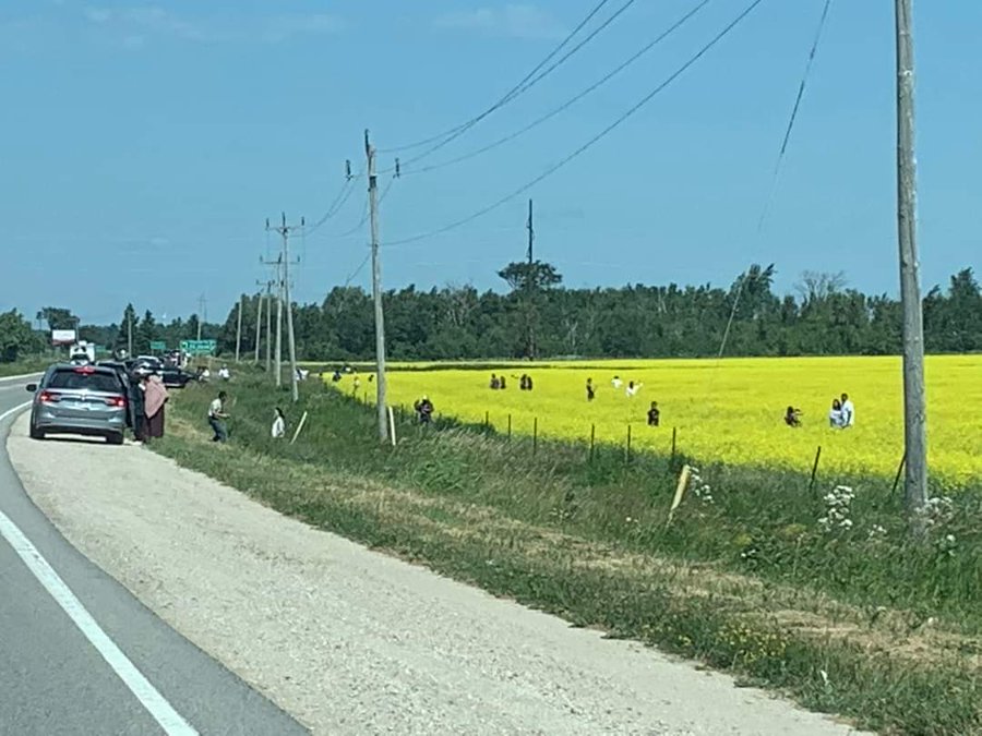 canola fields