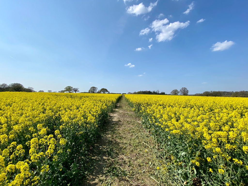 canola field