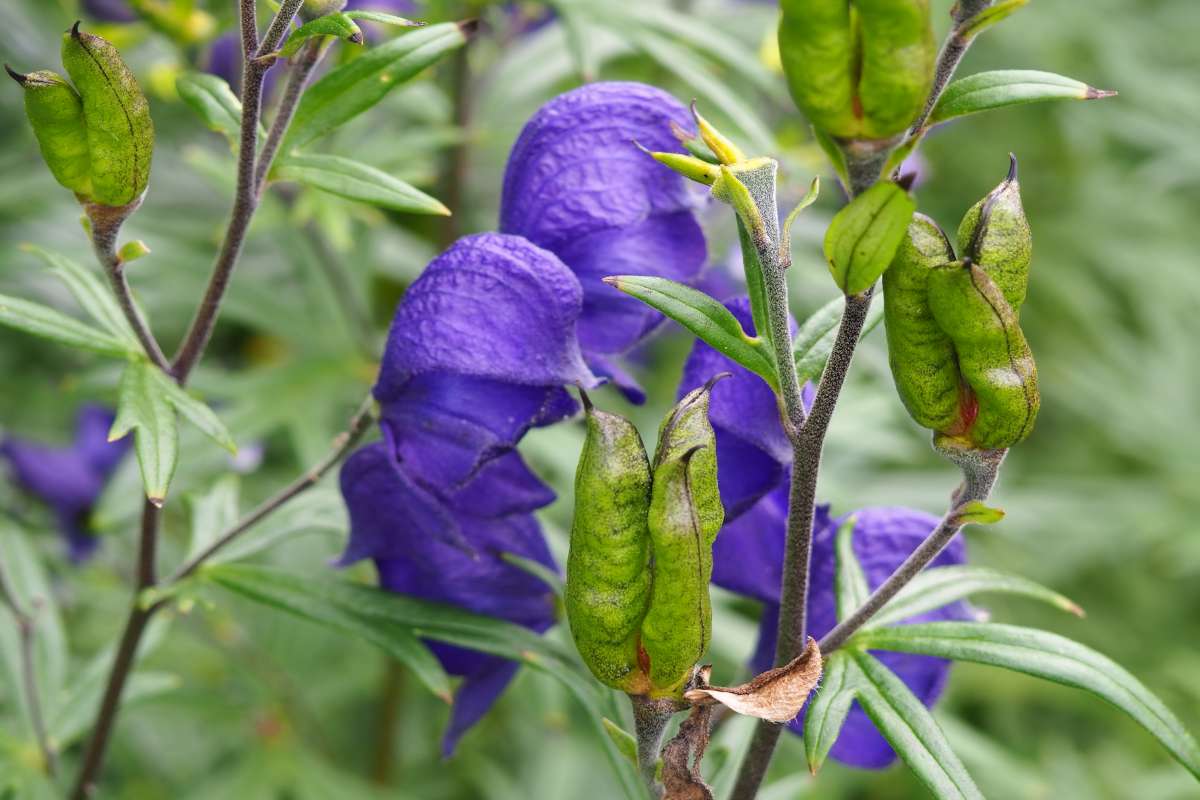 aconite