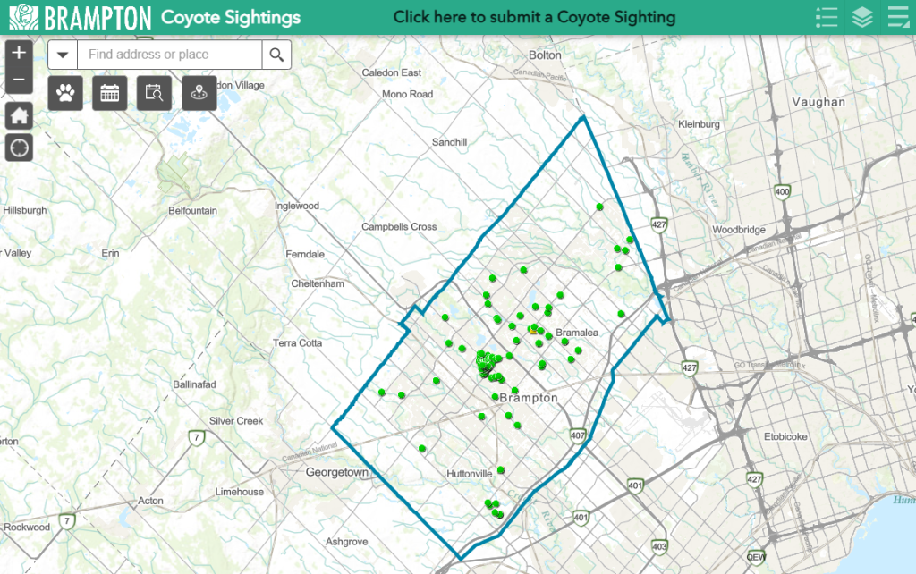 Brampton launches online coyote sighting tool