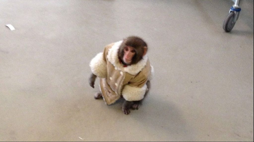 IKEA monkey