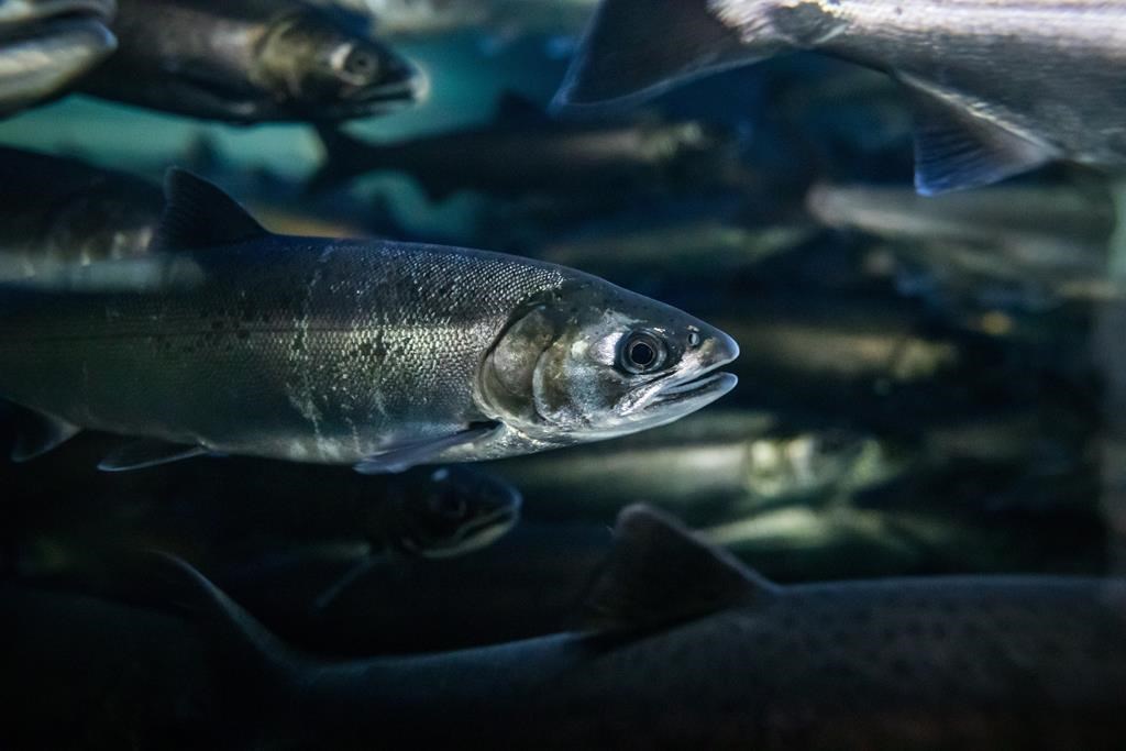 Ottawa aims to reduce size of salmon fishing industry by buying licences