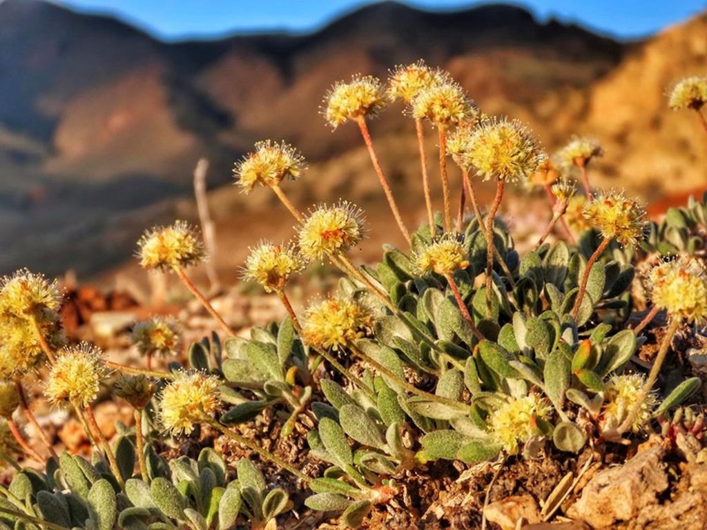 Nevada flower listed as endangered at lithium mine site