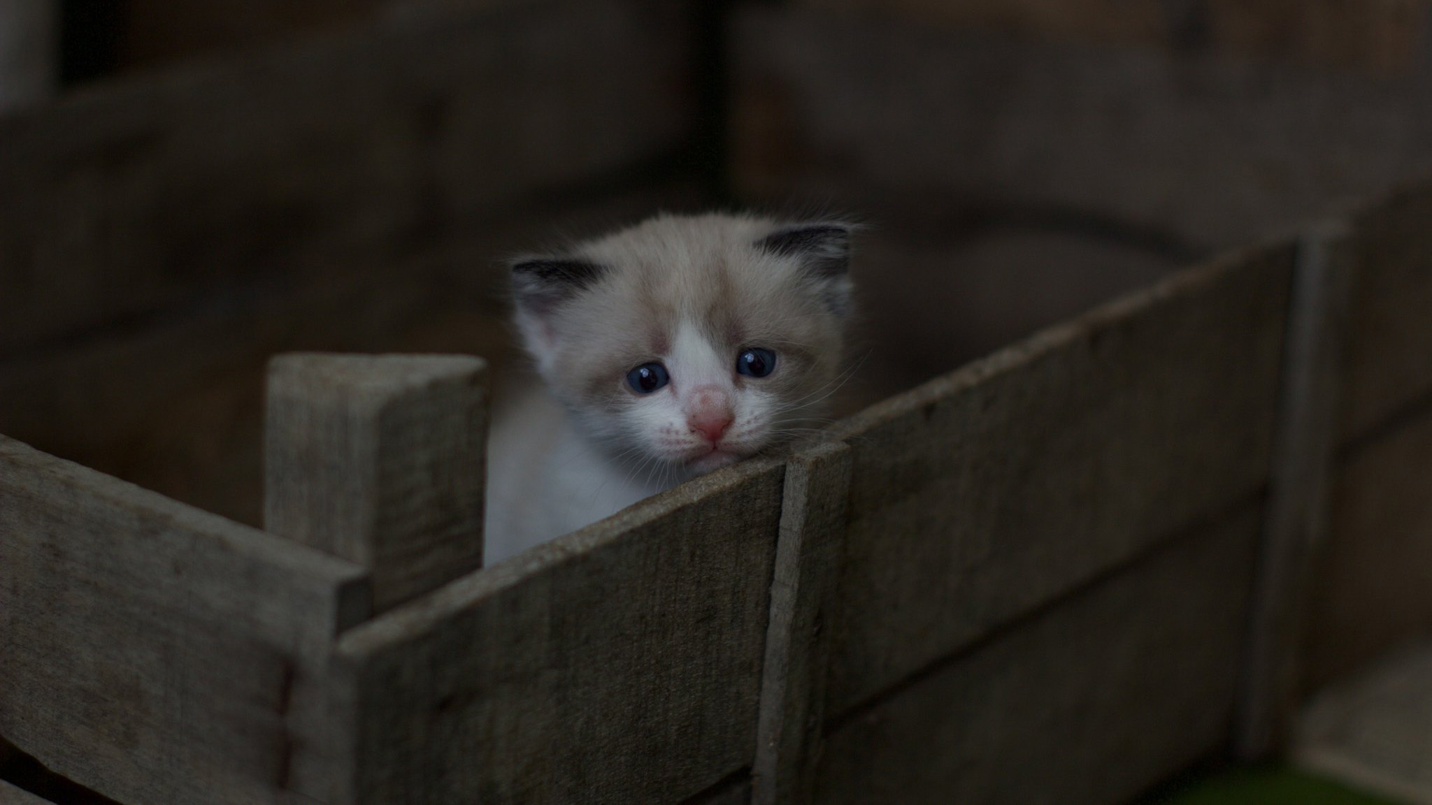 Abandoned animals hot sale near me