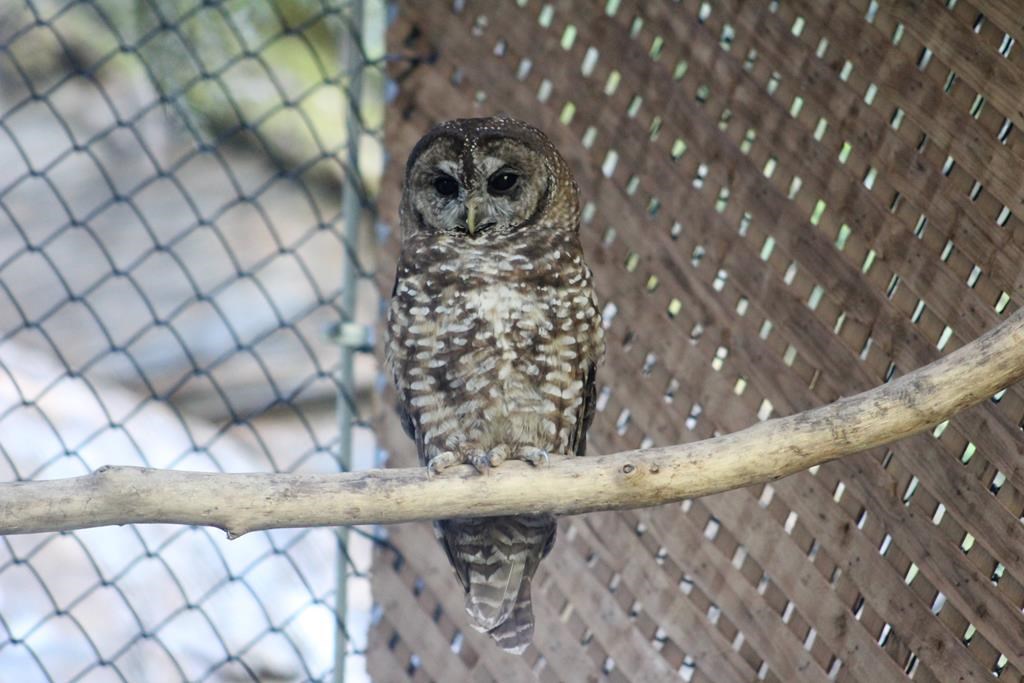 Northern spotted owl found injured near B.C. train tracks two months after release