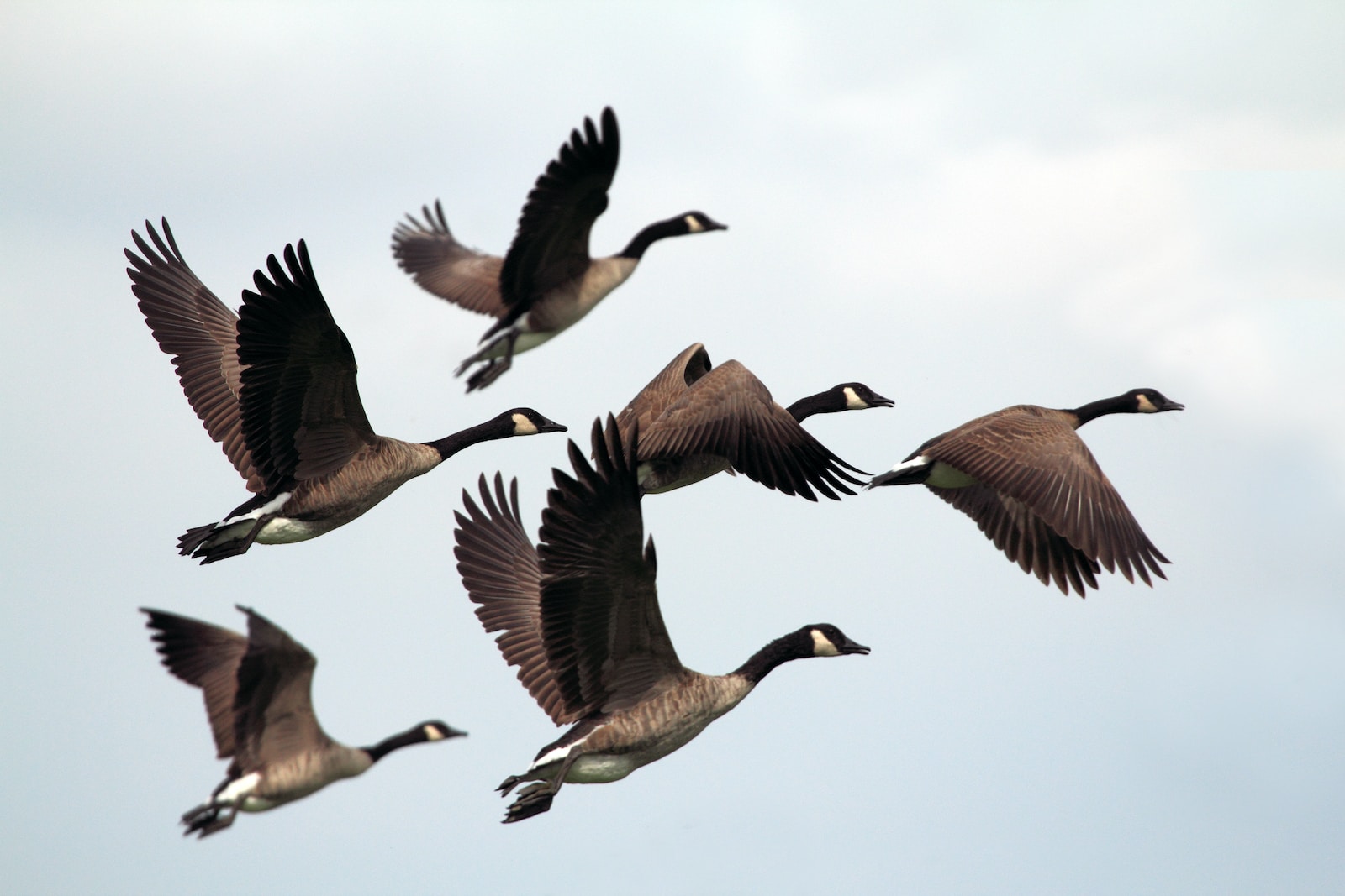 Canada goose bird outlet zoo