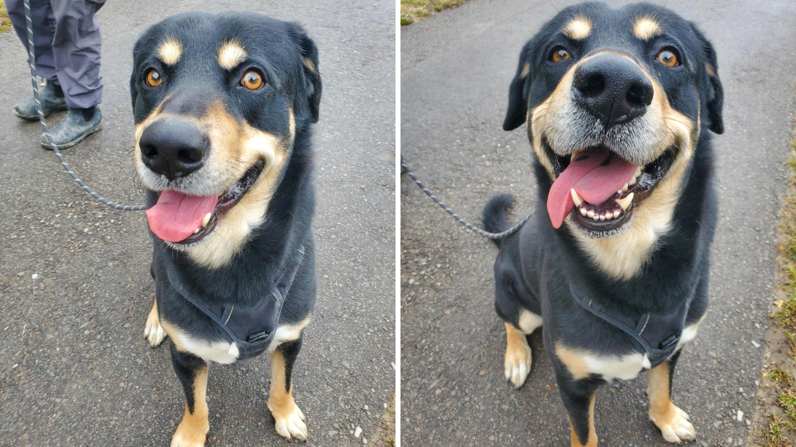 Toronto humane society store dogs for adoption