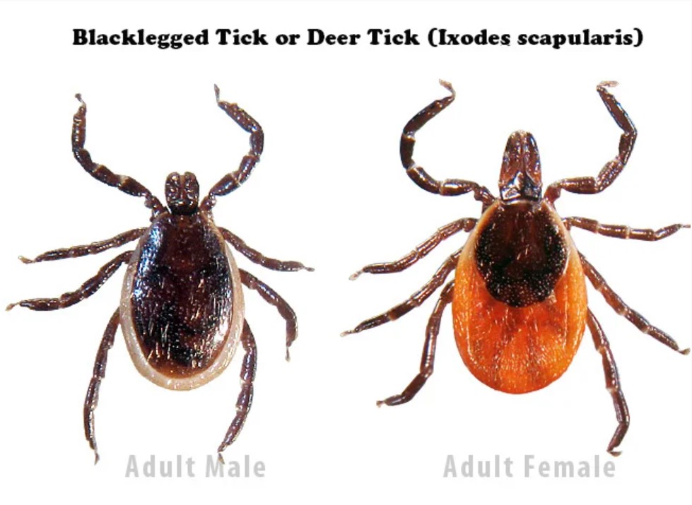 Tick season is here in Ontario. What to know, and how to prepare