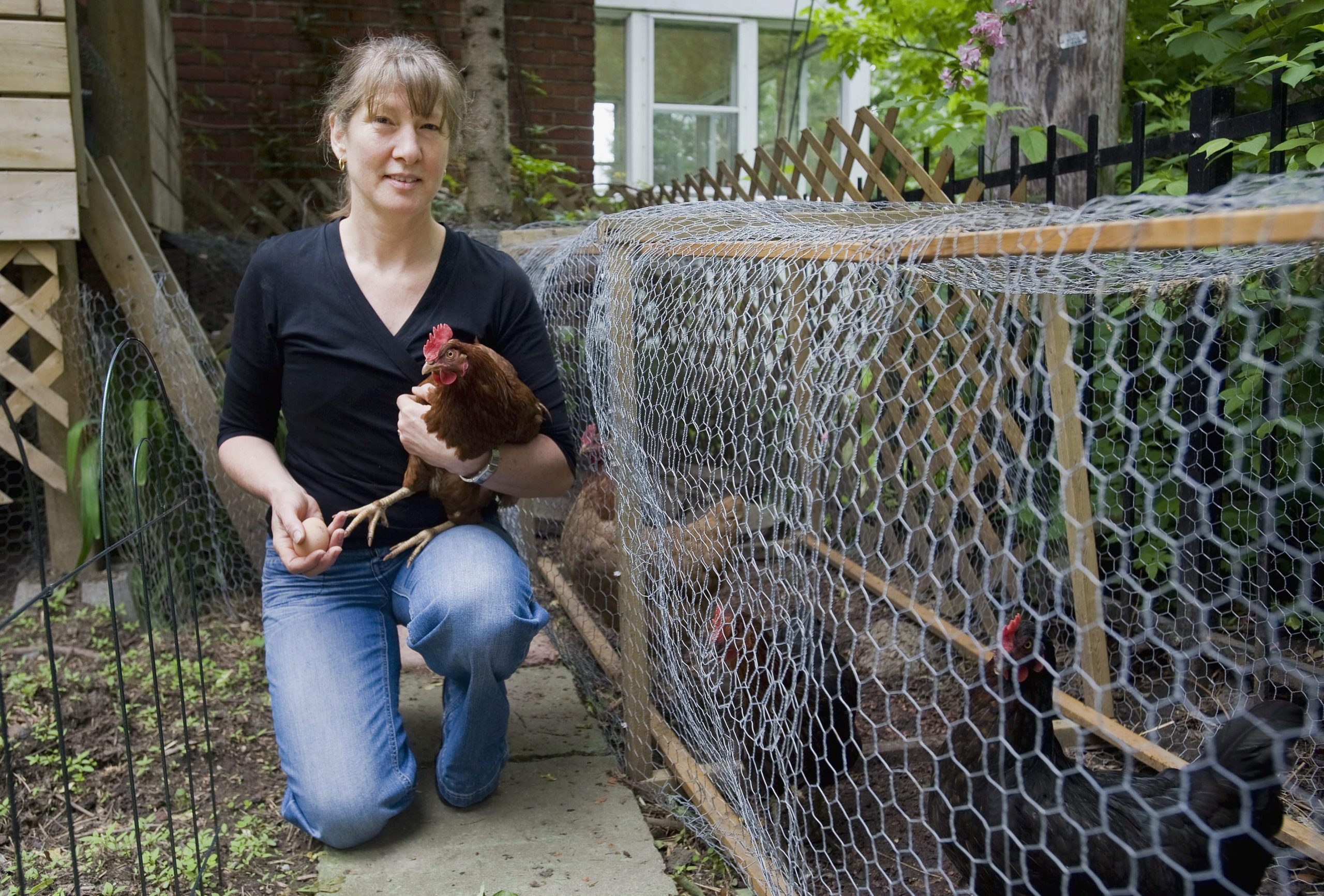 Victory! Toronto City Council Ends Backyard Hen Pilot Program - Animal  Justice