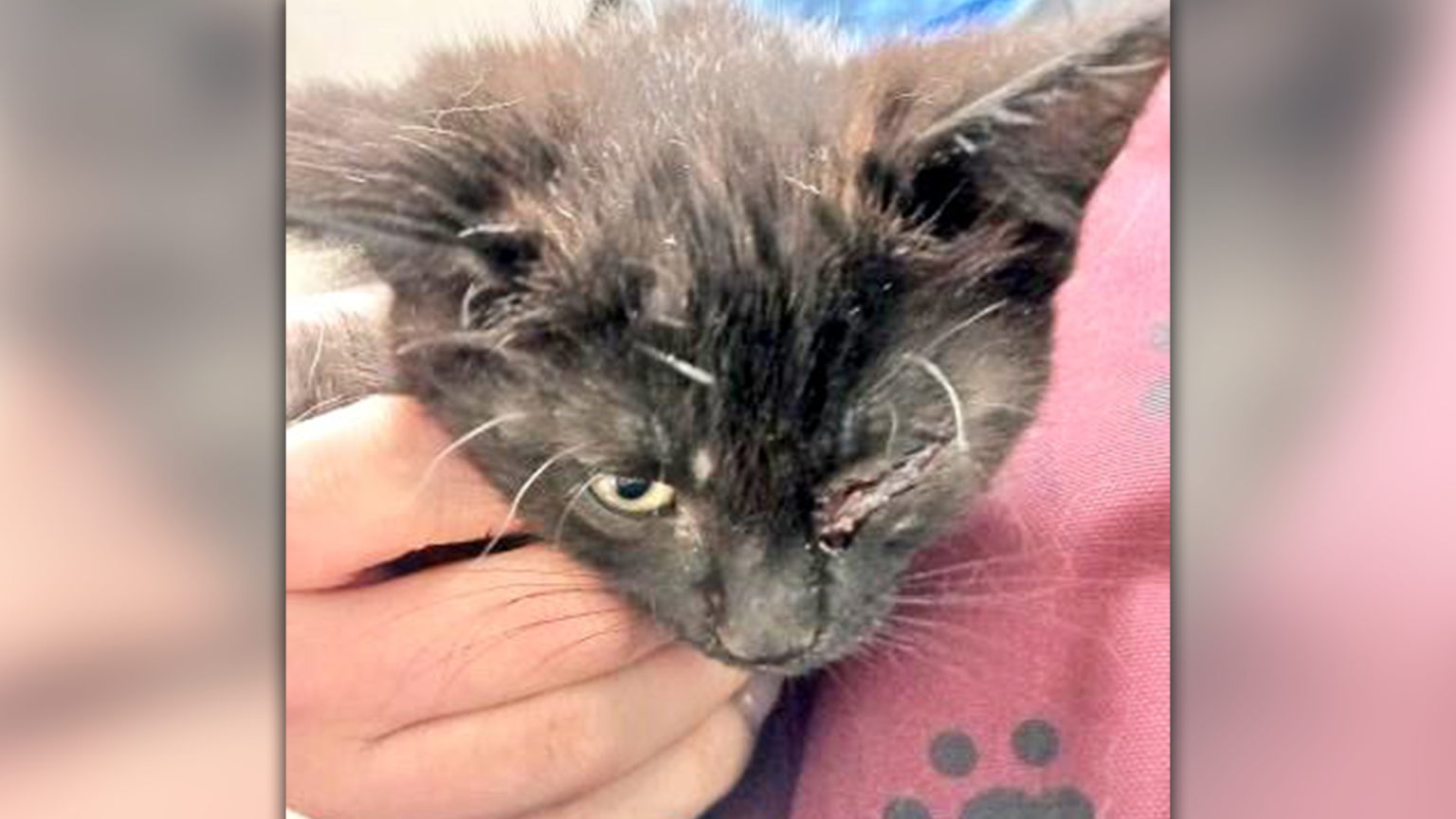 Kitten thrown from car window onto busy Ontario highway