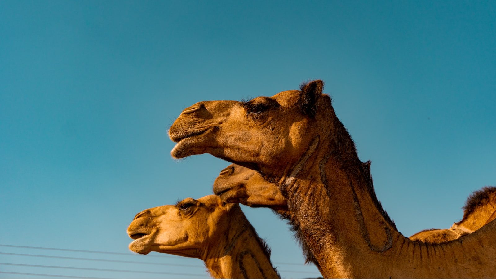 Toronto Zoo Welcomes Adorable Baby Camel