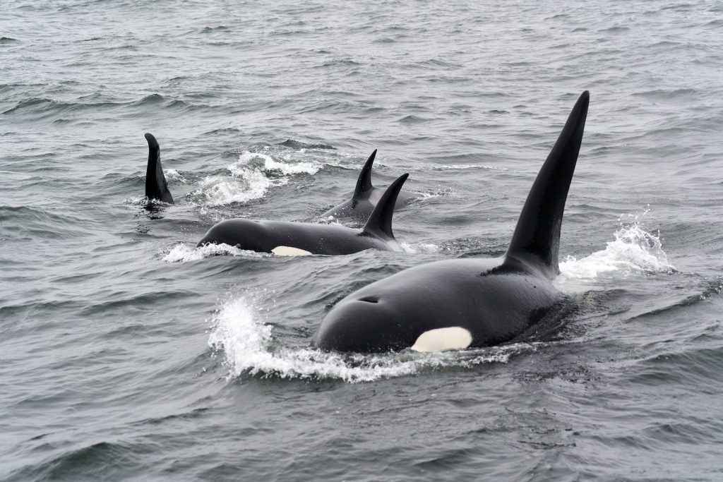 Orcas