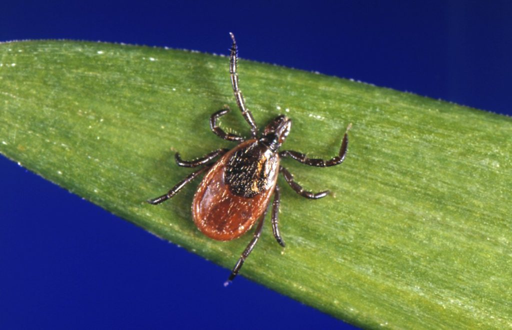 black legged tick