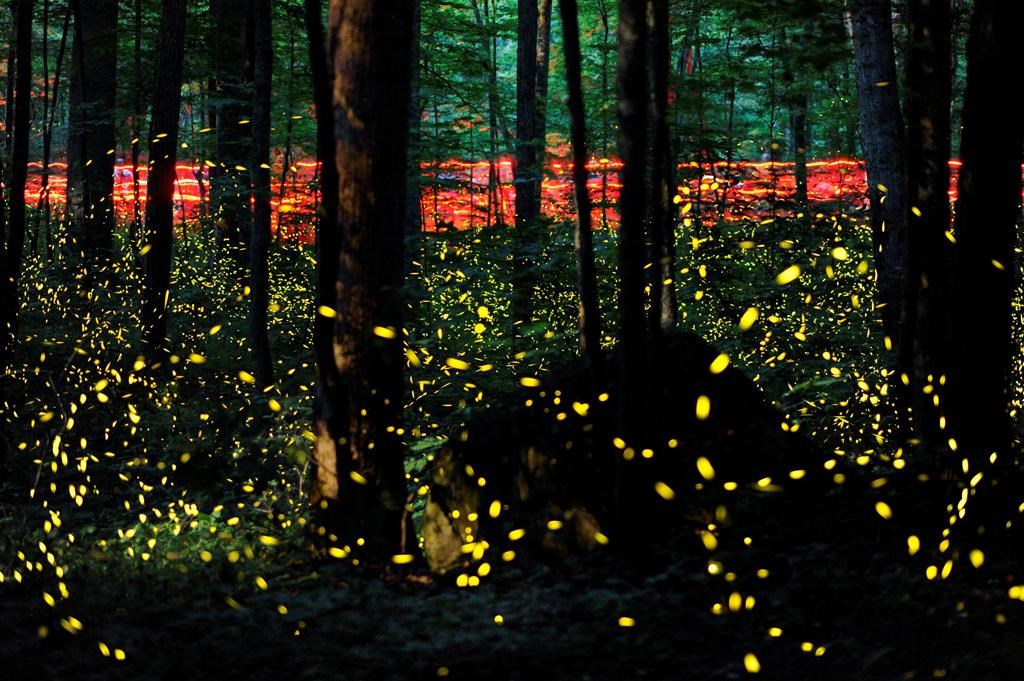 Fade into the night: Fireflies facing threats from climate change