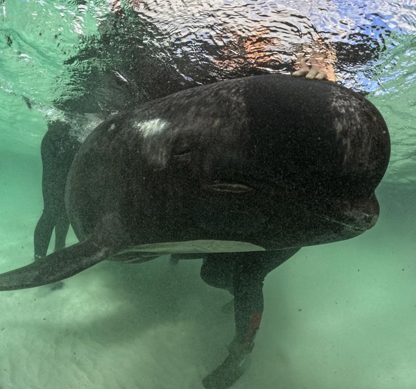 More than 50 pilot whales die after mass stranding in western Australia