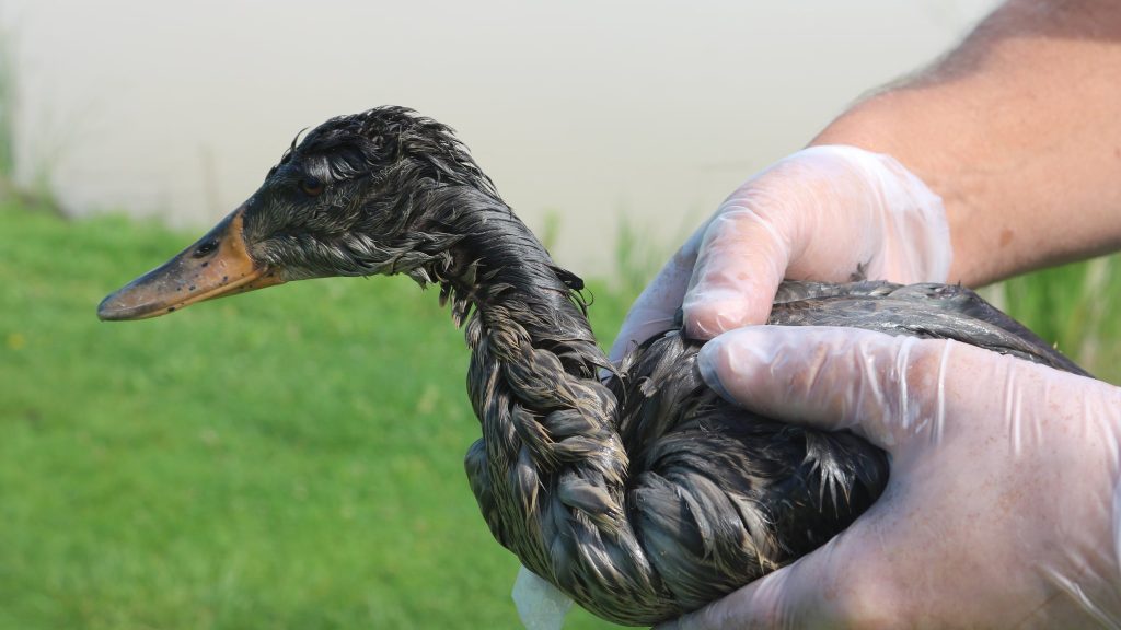 Mallard duck covered in sludge