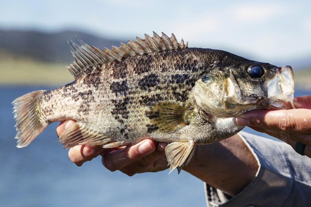 Lining it up … – Bass Anglers' Sportfishing Society