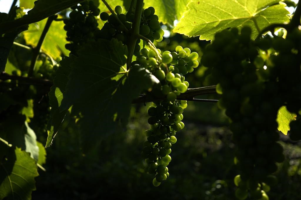 As World Warms, Sweden Sees Opportunity To Grow Its Young Wine Industry