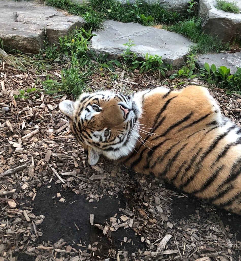 Toronto Zoo heartbroken after young Amur tiger's tragic death