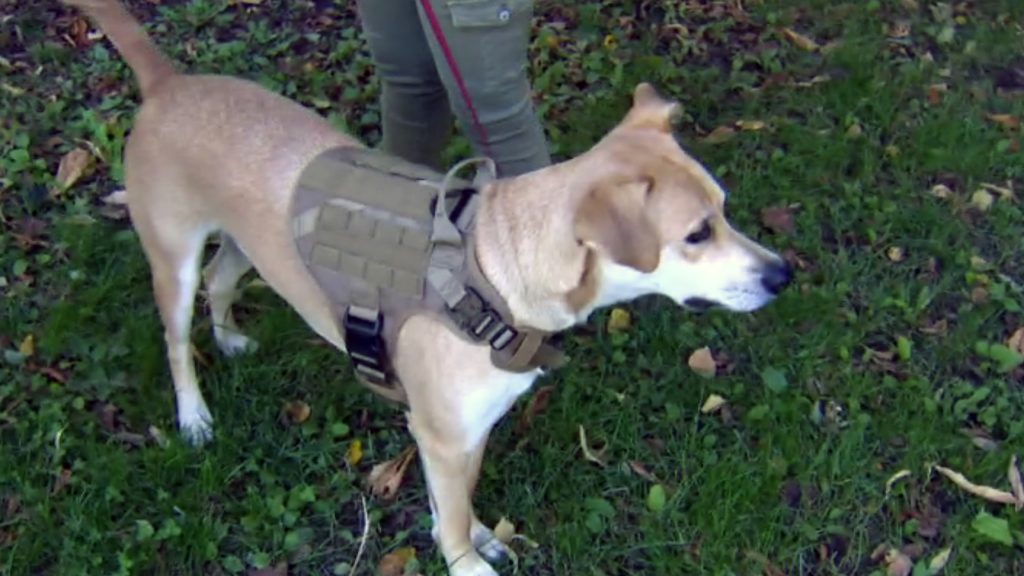 Emergency vet trip after dog eats human feces in dog park