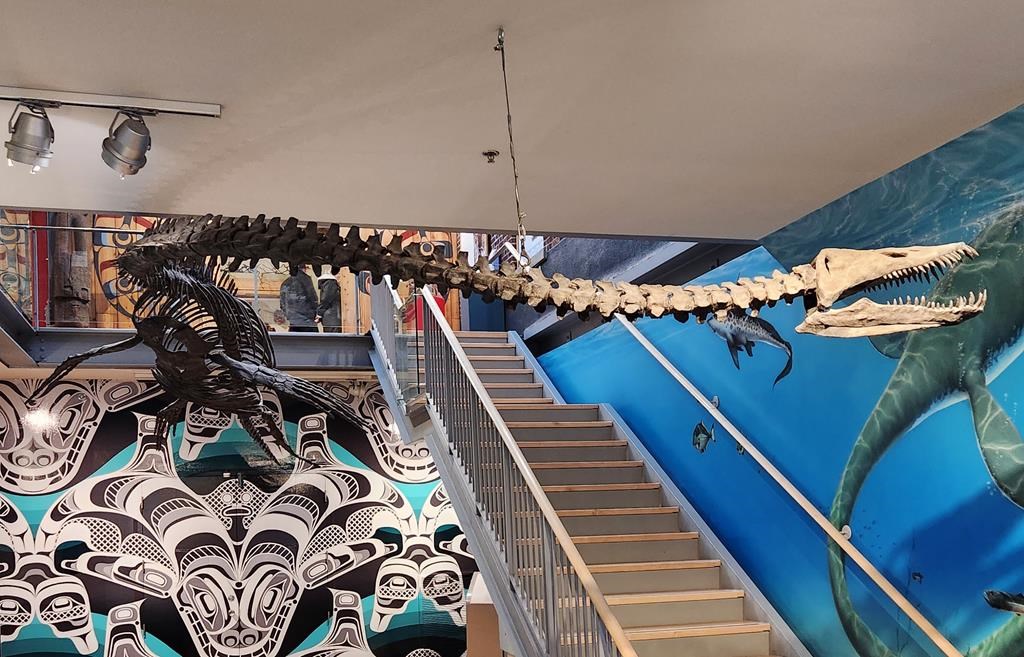Long necked marine reptile from 80 million years ago to become