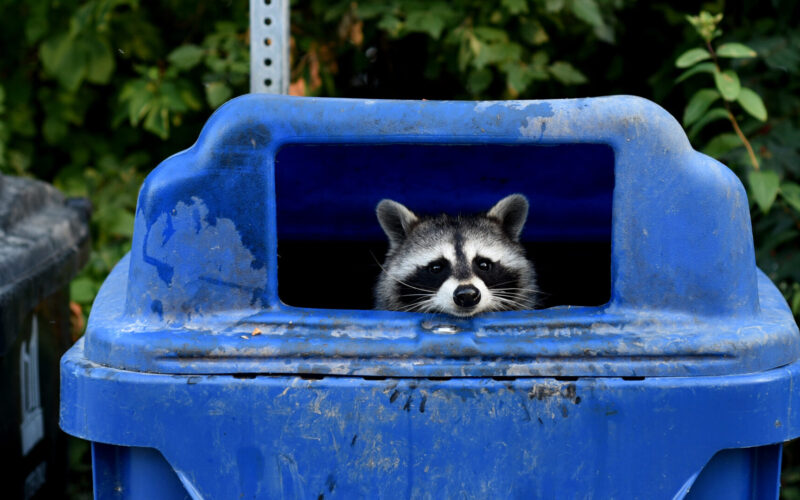 raccoon peeking out of a public blue bin