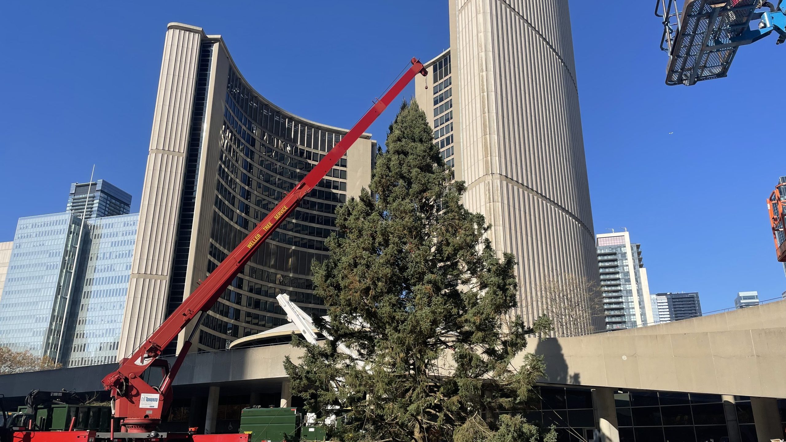 多伦多市政厅迎来高55英尺的巨型圣诞树