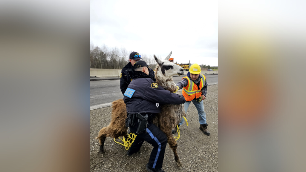 Highway 400 alpaca