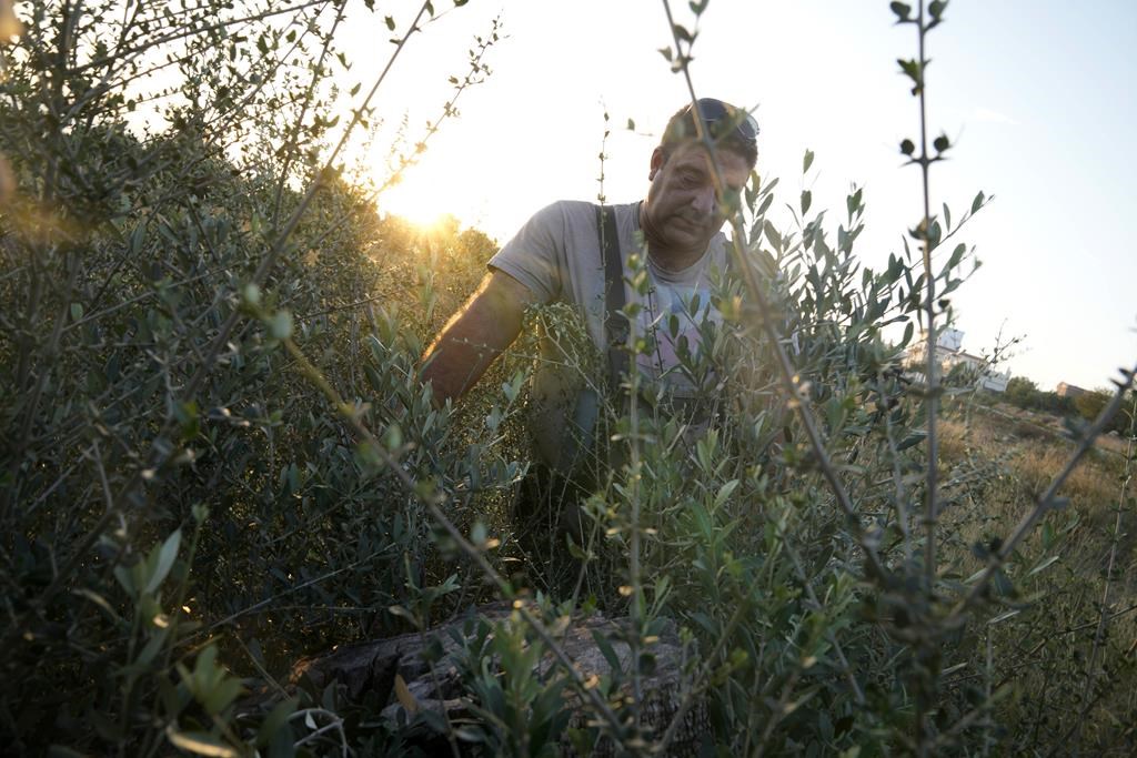 Mientras los precios del aceite de oliva se disparan, los ladrones con motosierras apuntan a árboles centenarios del Mediterráneo