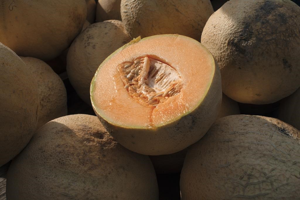 The Public Health Agency of Canada says Malichita brand cantaloupes have likely caused a salmonella outbreak crossing five provinces. Cantaloupes are displayed for sale in Virginia