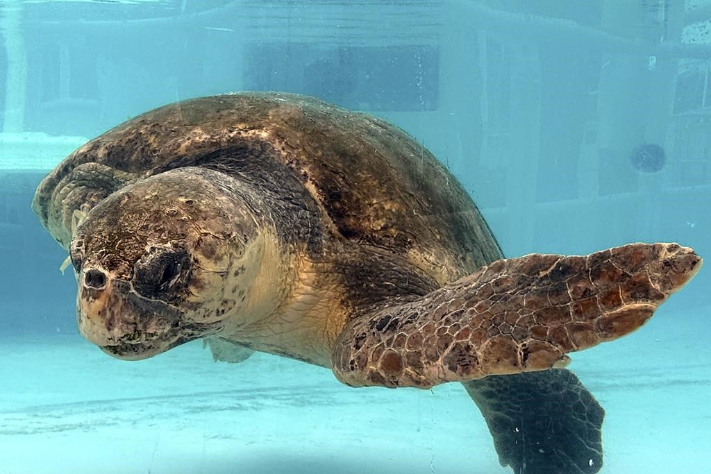 Sea Turtle Nests Break Records On US Beaches, But Global Warming ...