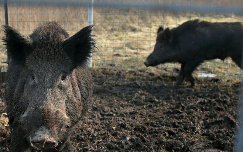 'Super pigs' took over the prairies. Now they're spreading further, quickly