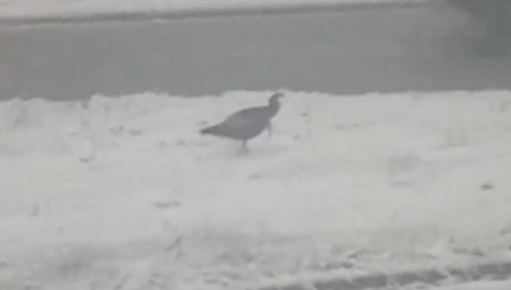 冰冻火鸡：司机们在下雪的早晨高速公路401上发现了一些禽类动物