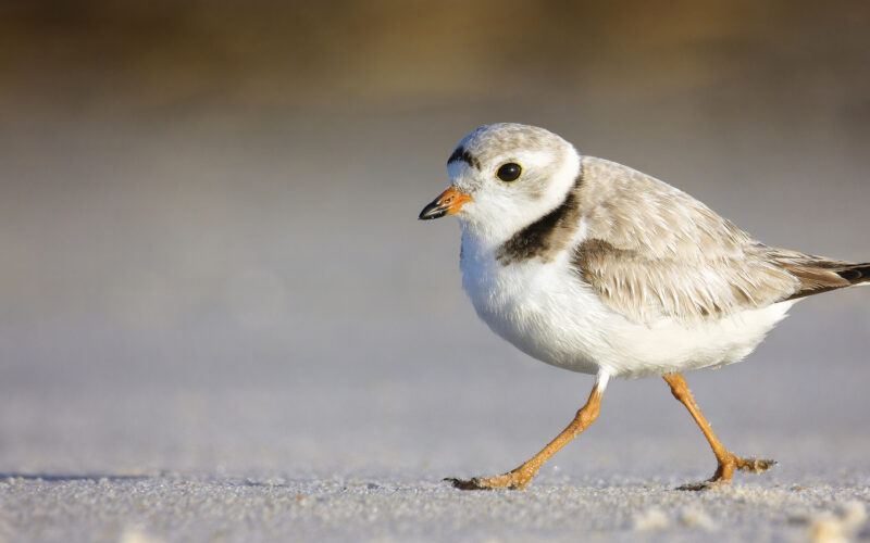 bmo plover