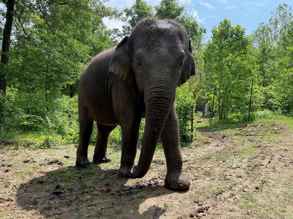 Raja The Elephant, A Big Draw At The St. Louis Zoo, Is Moving To ...