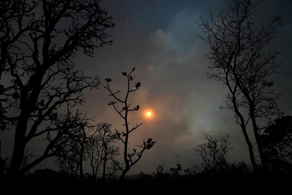 Deforestation in Brazilian  halved in 2023