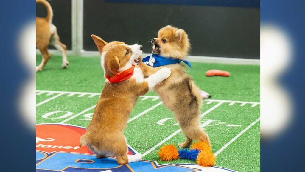 Participants of the annual “Puppy Bowl”