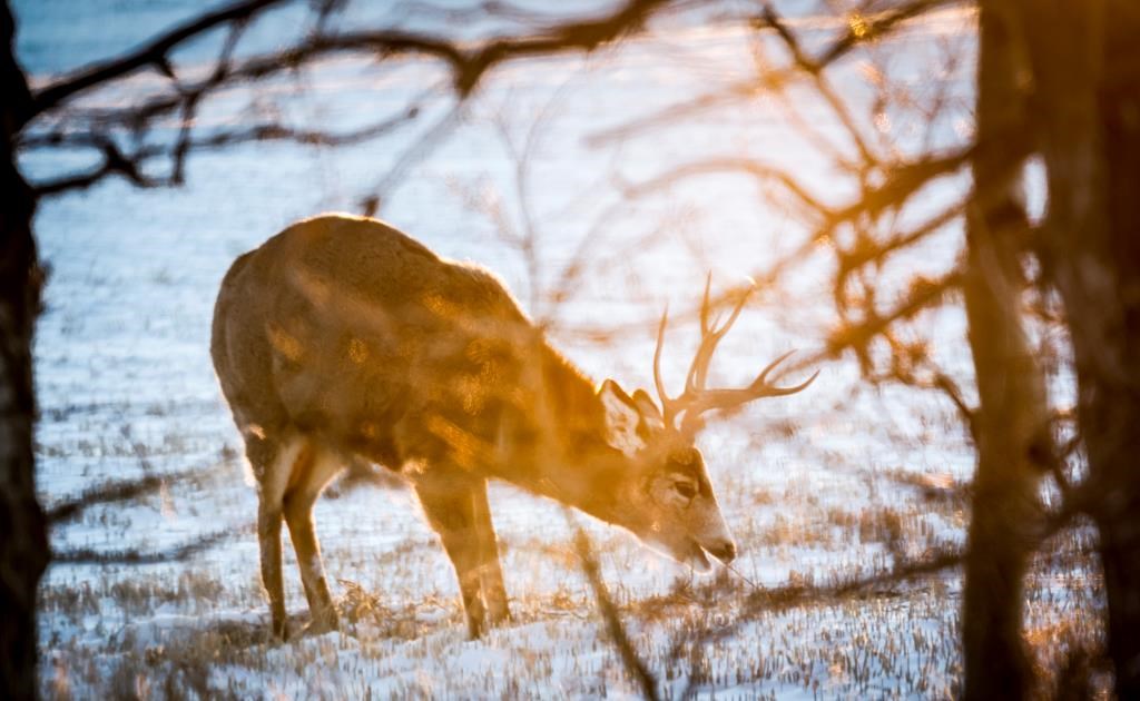 First Cases Of Fatal Chronic Wasting Disease Found In B.C. Deer