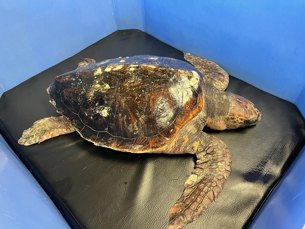 Loggerhead turtle rarely seen in B.C. waters is rescued, suffering ...