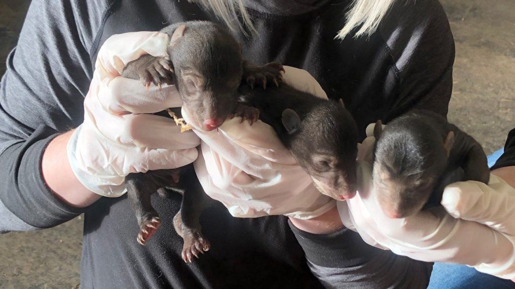 Maddie Black holds three bear cubs she said she saved from the bear enclosure at Marineland in Niagara Falls, Ont.