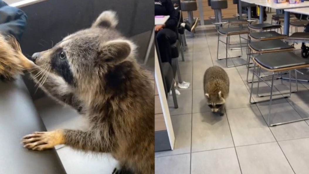 Viral video shows raccoon walk around McDonald's in Scarborough