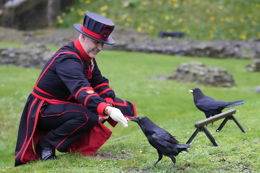 The Tower of London's new ravenmaster takes charge of the landmark's ...